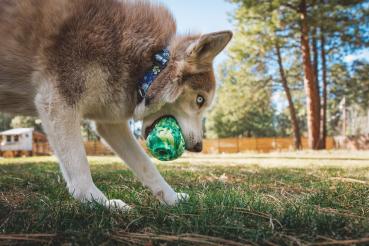 Ruffwear Morel Toy Moss Green